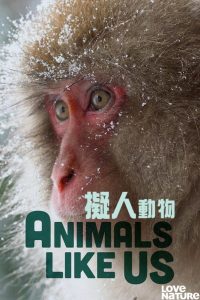 دانلود مستند حیوانات شبیه ما Animals Like Us